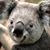 Heidi Massey's profile image
