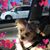 Bev White-Martini's profile image