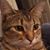 Becky Morales's profile image