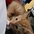 Waleed Shaiban's profile image