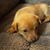 Theresa G. Orlando's profile image