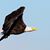 Yesica Luchi's profile image