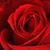 Noor Haji Imad's profile image