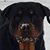 Juan Nancy Escobedo's profile image