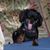 Rob Mitchell's profile image