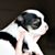 Kaila Hashberger's profile image