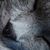 Lau Ra's profile image