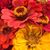 Nichelle Agricola's profile image