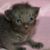 Madeline Levin's profile image
