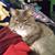 Denise Ericksson's profile image