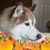 Roxanne Cordisco Brooks's profile image