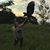 Abbey Krumrie's profile image