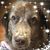 Randy Krapf's profile image