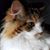Jennifer Eva Slabaugh's profile image