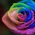 Rose Bloom's profile image