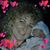 Carol Thomae's profile image