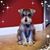 Lillian Mirasol's profile image