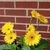 Melissa Gerringer's profile image