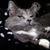 Stacy Watts's profile image