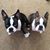 Debra DiNovo's profile image