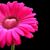 Karen Leigh Merriman's profile image
