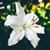 Trisha Gussman's profile image
