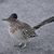 Rachel Marks Hillesheim's profile image
