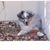 Theresa Saphir Carr's profile image