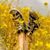Amanda L. Richards-Om's profile image