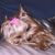 Amanda Smith's profile image
