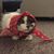 Penny Propper Nielsen's profile image