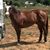 Brenda Tealer's profile image
