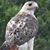 Laurie Mangold's profile image