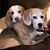 Deanna Azevedo Shelton's profile image