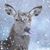 Cheryl Straub's profile image