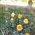 Susan Nitschke McAvoy's profile image