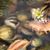 Mai Chaumont-Fitzsimmons's profile image