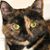 Susan Johnston's profile image