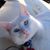 Mary Moffatt Foster's profile image