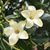 Tisha Aulik's profile image