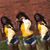Aneshia Chauntel Sarah's profile image
