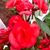 Roberta L. Carpenter-Weaver's profile image