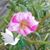 Pam Driver's profile image