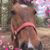 Amy Fleissner-Collins's profile image