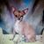 Vivian Engle's profile image