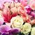 Nancy Collins Corvino's profile image