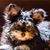 Steve Gowan's profile image