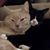 Bella Mezzanotte's profile image