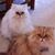 Susan Charles's profile image