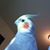 Suzanne C. Fromage's profile image